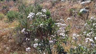 Eriodictyon trichocalyx, photographed by velodrome