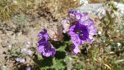 Phacelia grandiflora, photographed by velodrome