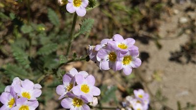 Phacelia brachyloba, photographed by velodrome