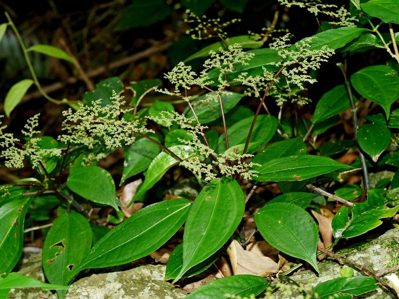 Pilea plataniflora, photographed by Jacy Chen