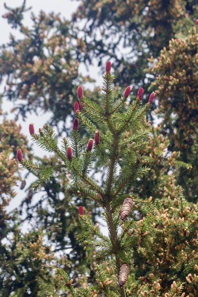 Picea schrenkiana, photographed by Dmitry Boldyrev