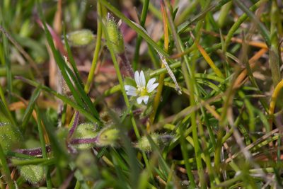 Cerastium diffusum, photographed by Tim Johnson
