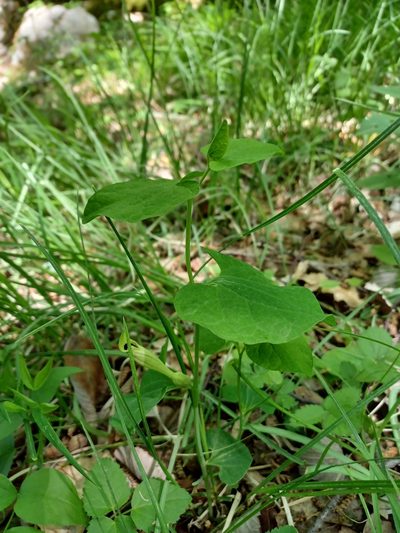 Aristolochia lutea, photographed by Johannes Schlagbauer