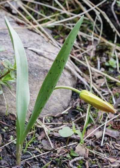 Tulipa dasystemon, photographed by Dmitry Boldyrev