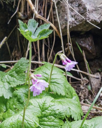 Primula kaufmanniana, photographed by Dmitry Boldyrev