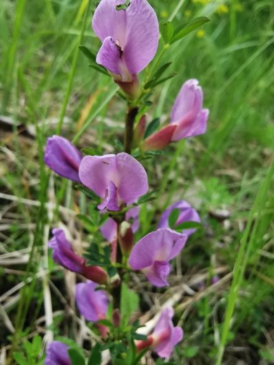 Chamaecytisus purpureus, photographed by Larissa Schatz