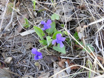 Viola hirta, photographed by Ксения Волянская