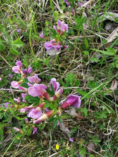 Chamaecytisus purpureus, photographed by Larissa Schatz