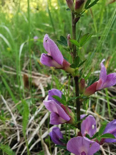 Chamaecytisus purpureus, photographed by Larissa Schatz