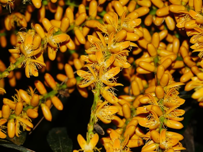 Arenga engleri, photographed by Jacy Chen