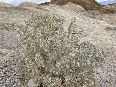 Atriplex hymenelytra, photographed by Bobby McCabe
