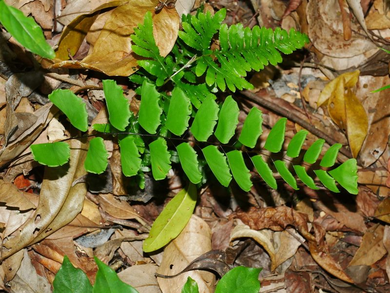 Adiantum philippense, photographed by Jacy Chen