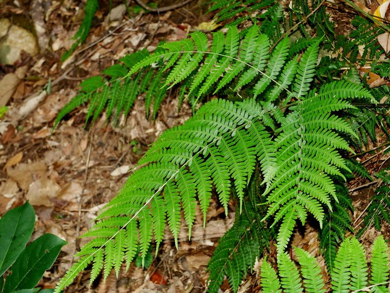 Pteris longipes, photographed by Jacy Chen