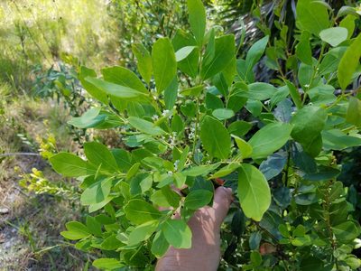Ilex glabra, photographed by Leila Dasher