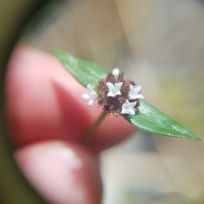 Spermacoce remota, photographed by Leila Dasher