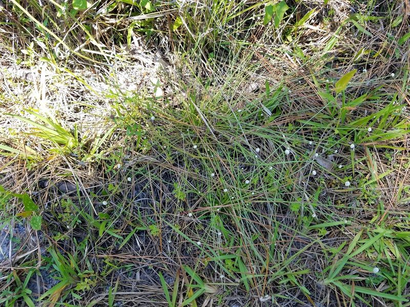 Paepalanthus anceps, photographed by Leila Dasher
