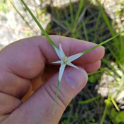 Rhynchospora colorata, photographed by Leila Dasher
