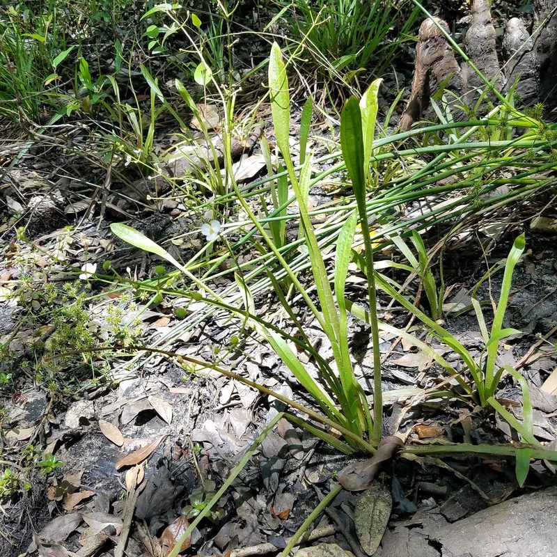 Sagittaria chapmanii, photographed by Leila Dasher