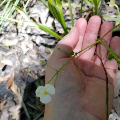Sagittaria chapmanii, photographed by Leila Dasher