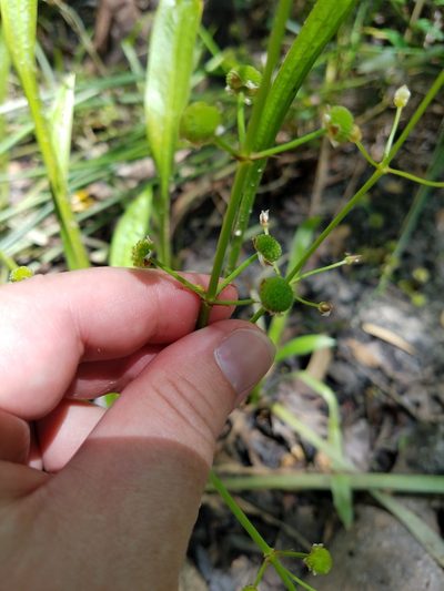 Sagittaria chapmanii, photographed by Leila Dasher