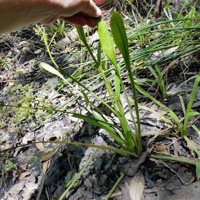 Sagittaria chapmanii, photographed by Leila Dasher