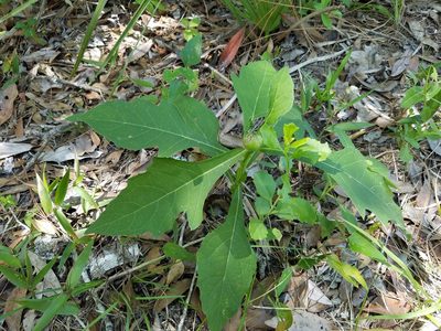 Verbesina virginica, photographed by Leila Dasher