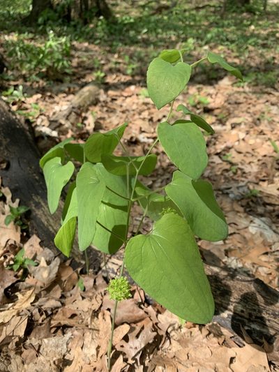 Smilax illinoensis, photographed by Senna Bryce Robeson