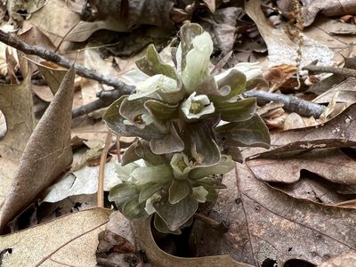 Obolaria virginica, photographed by Annie Weissman