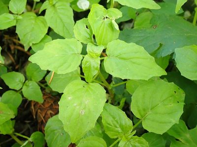 Circaea alpina, photographed by giantcicada