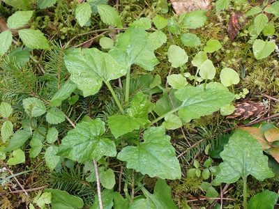 Adenocaulon bicolor, photographed by giantcicada