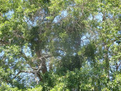 Phoradendron leucarpum, photographed by Nonbinary-Naturalist