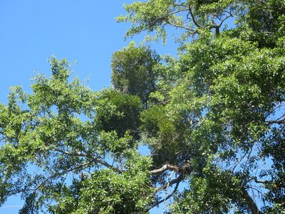 Phoradendron leucarpum, photographed by Nonbinary-Naturalist