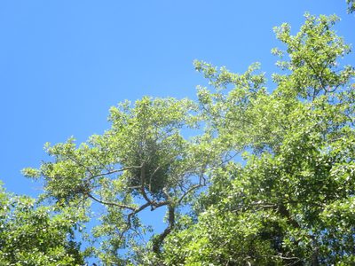 Phoradendron leucarpum, photographed by Nonbinary-Naturalist