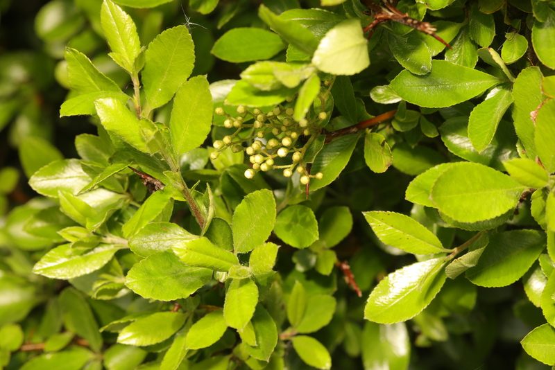 Pyracantha coccinea, photographed by Stephen James McWilliam