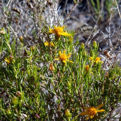 Thymophylla acerosa, photographed by Andrew Tree