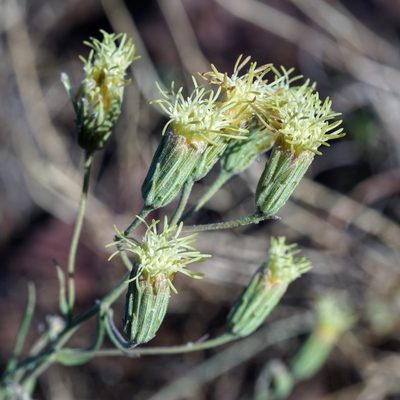 Brickellia leptophylla, photographed by Andrew Tree