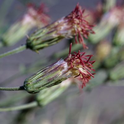 Brickellia leptophylla, photographed by Andrew Tree