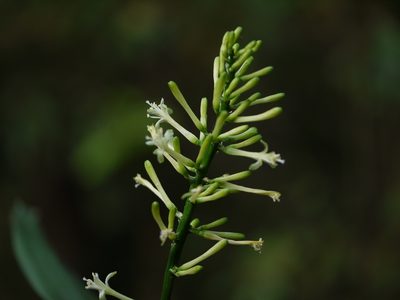 Dracaena spicata, photographed by Dinesh Valke