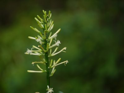 Dracaena spicata, photographed by Dinesh Valke