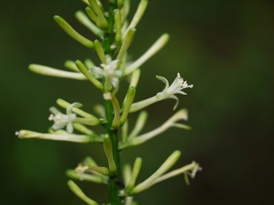 Dracaena spicata, photographed by Dinesh Valke