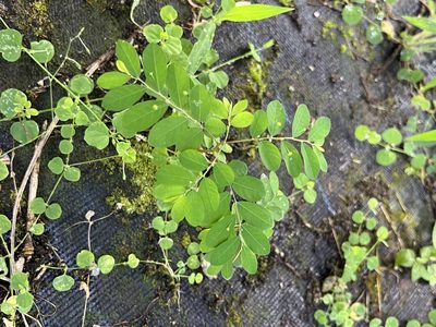 Phyllanthus tenellus, photographed by David Garza
