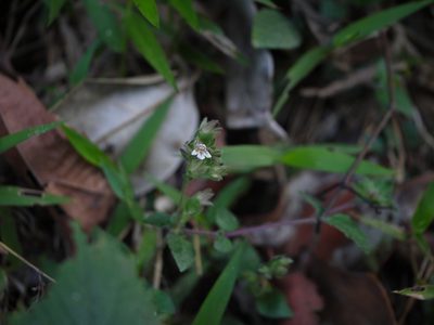 Lepidagathis fasciculata, photographed by Dinesh Valke