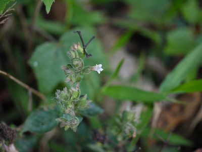Lepidagathis fasciculata, photographed by Dinesh Valke
