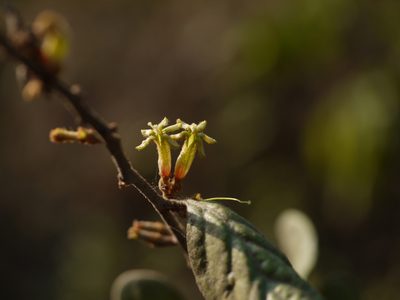 Taxillus tomentosus, photographed by Dinesh Valke