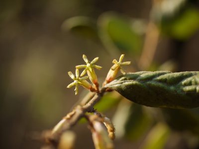 Taxillus tomentosus, photographed by Dinesh Valke
