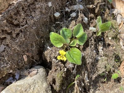 Viola rotundifolia, photographed by JSReiff