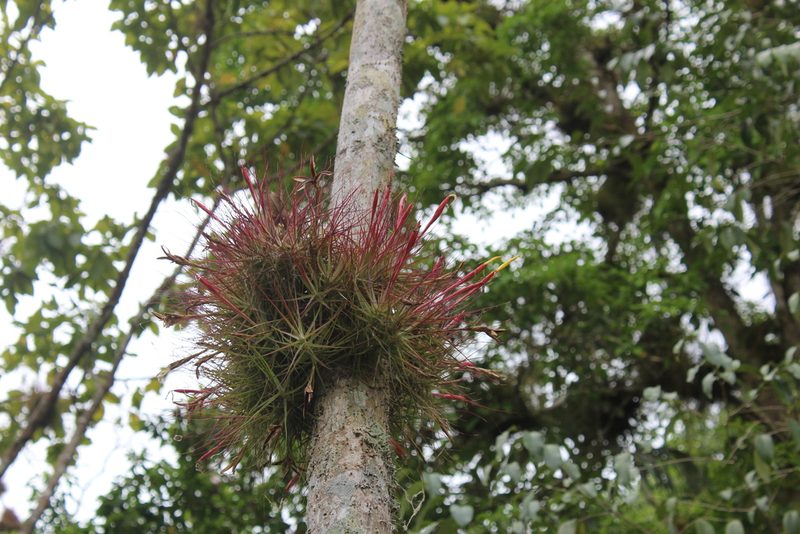 Tillandsia schiedeana, photographed by Ricard Busquets Reverte