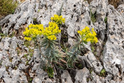 Euphorbia rigida, photographed by Bob Walker