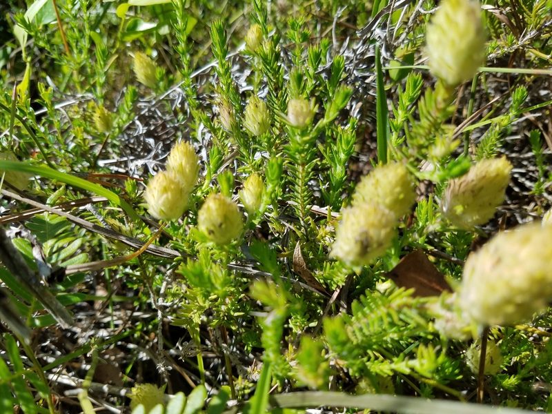 Piloblephis rigida, photographed by Leila Dasher
