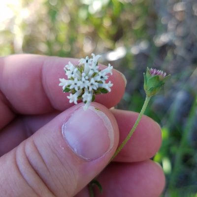 Melanthera nivea, photographed by Leila Dasher